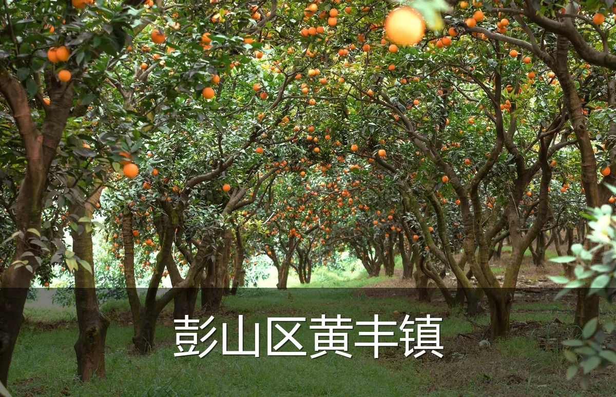 彭山区黄丰镇